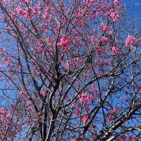 A tiny Slice of my Island Homes ❤️ - Picture 14 of 15